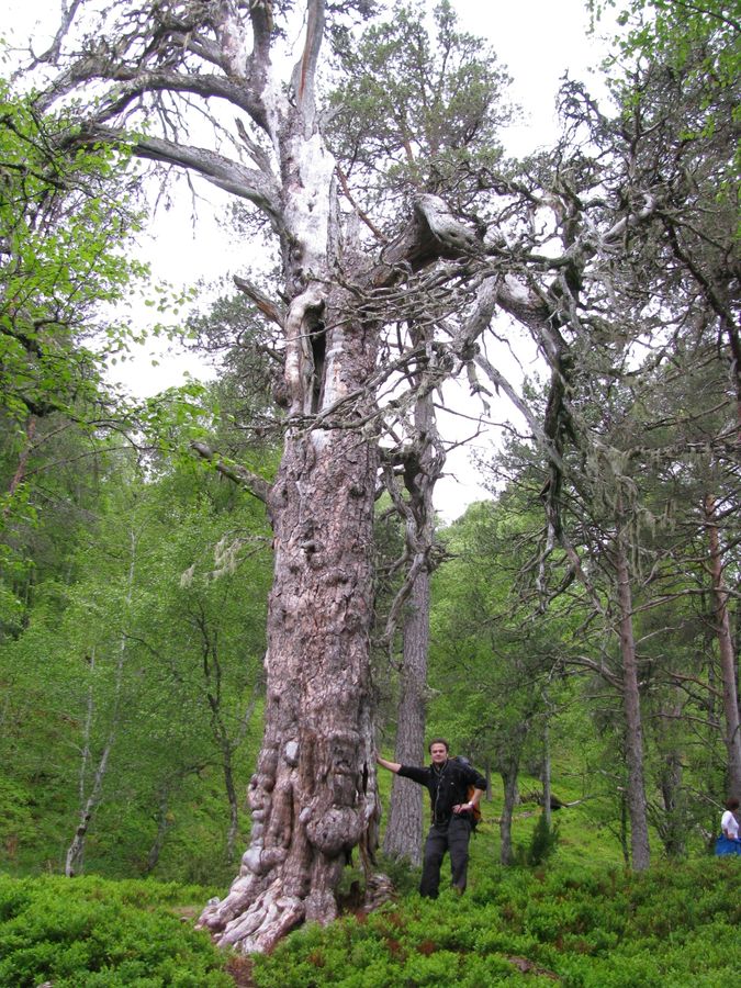 Skruførå 2009