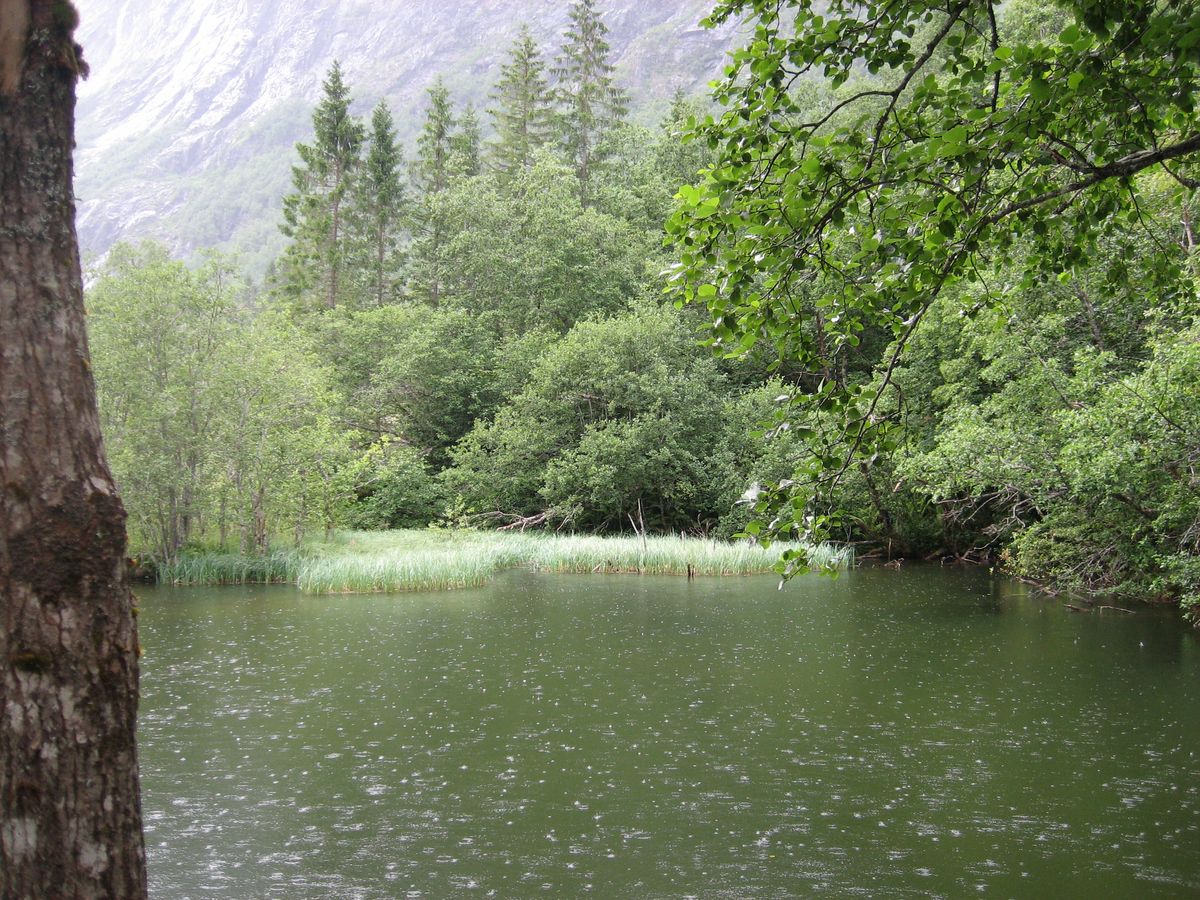 Frodig som i ein regnskog