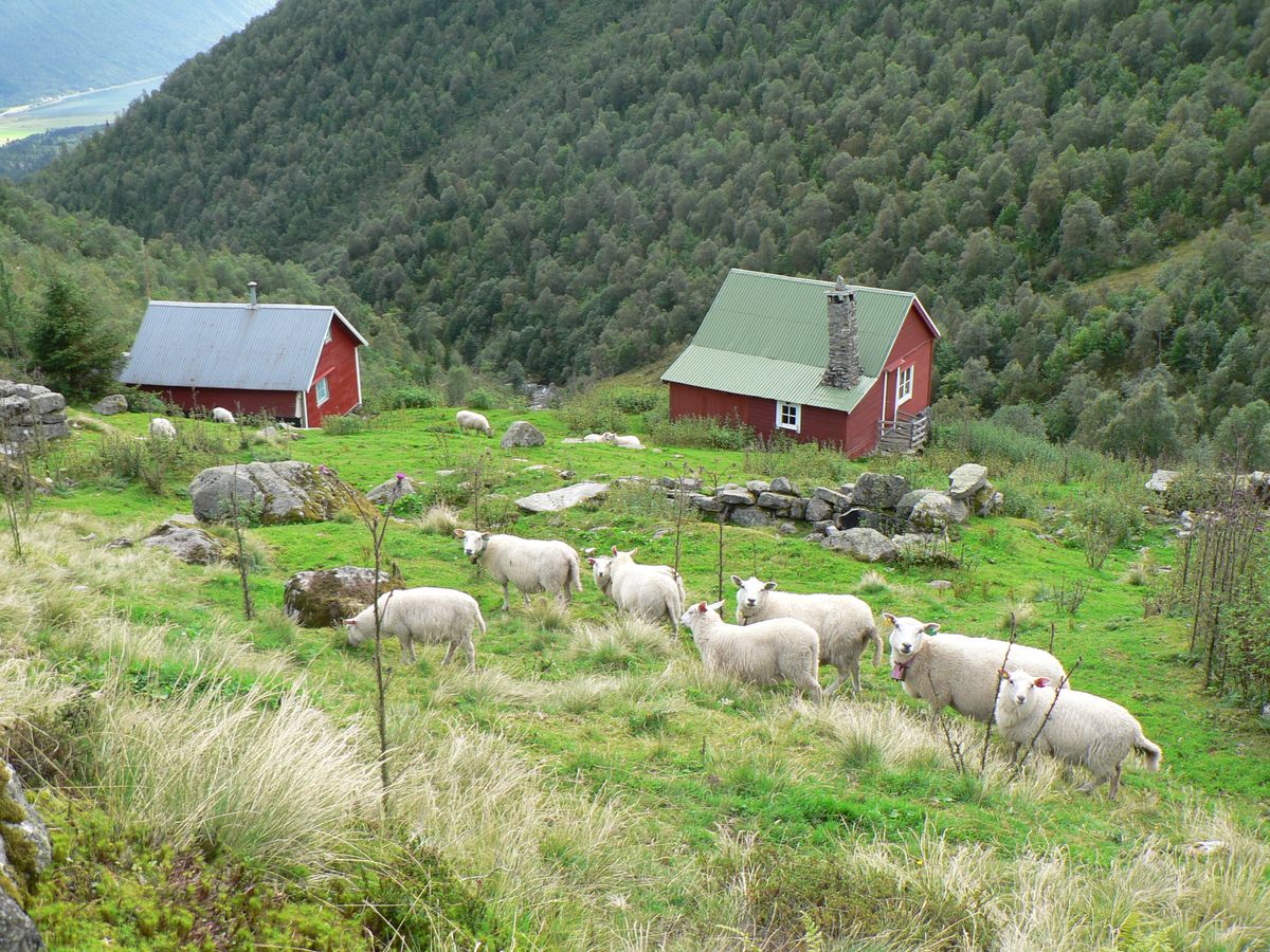 Naturglad sau på beite.